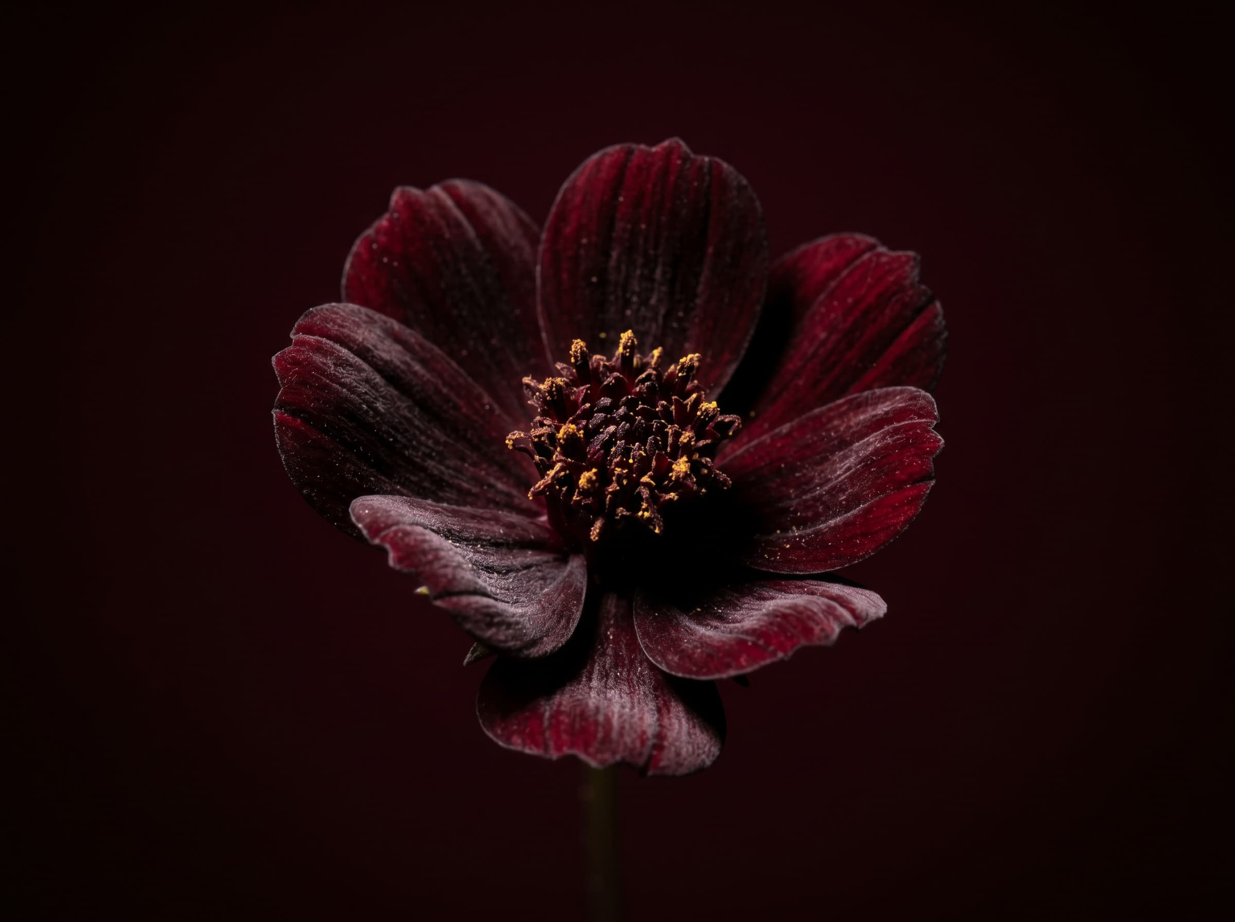 Extreme macro of near-black chocolate cosmos flower, velvety petals in deep burgundy darkness