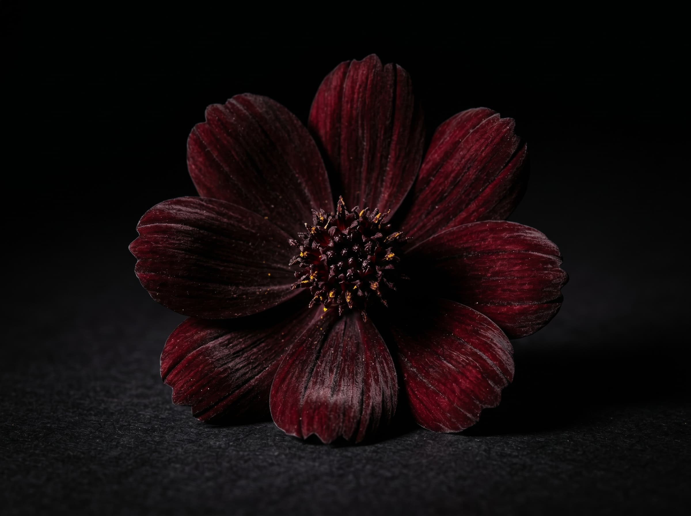 Extreme macro of chocolate cosmos flower on matte black surface, velvety petal texture