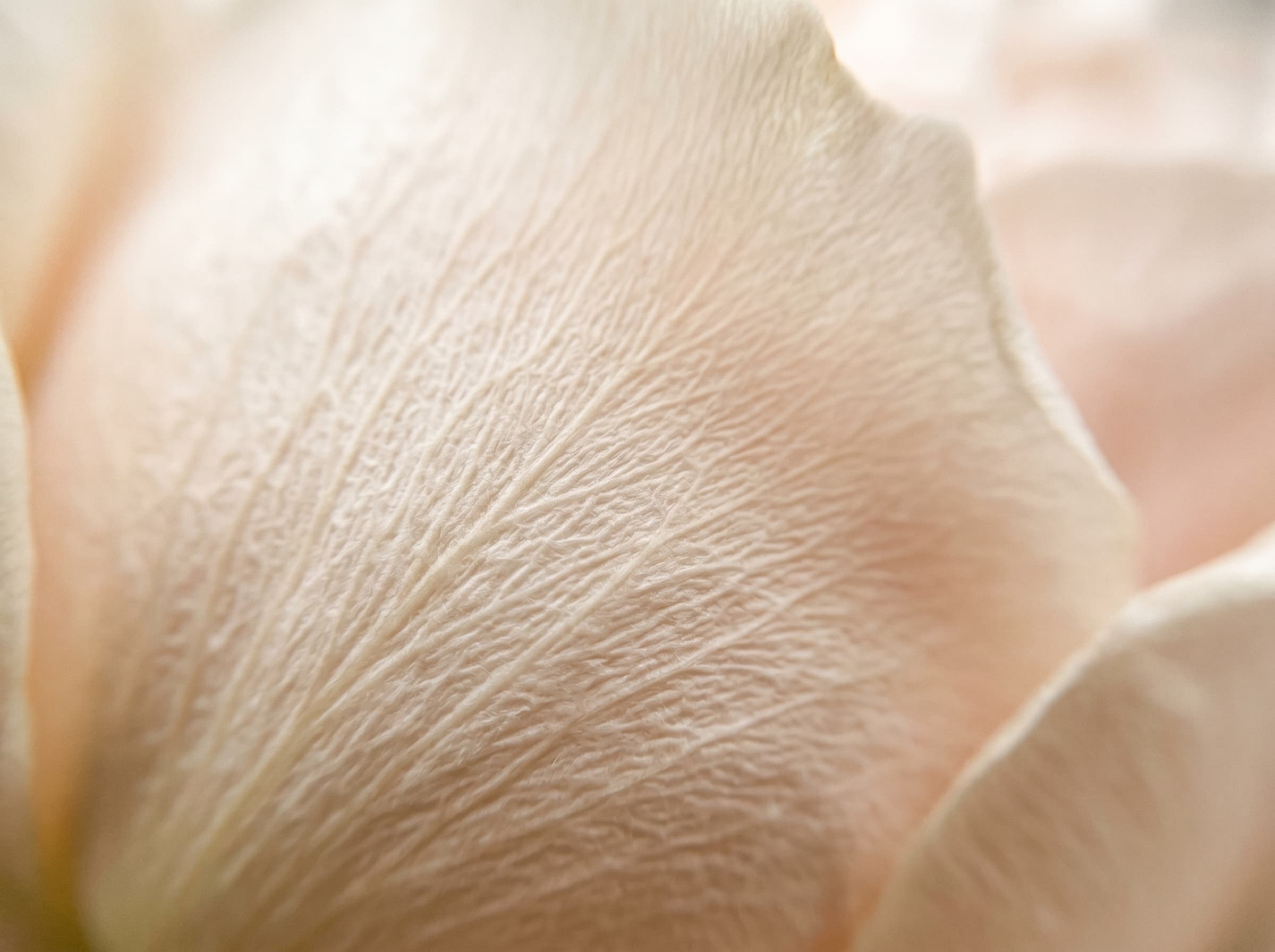 Extreme close-up of cream rose petals in soft golden light